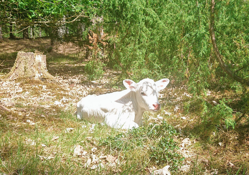 DSC_1855.JPG