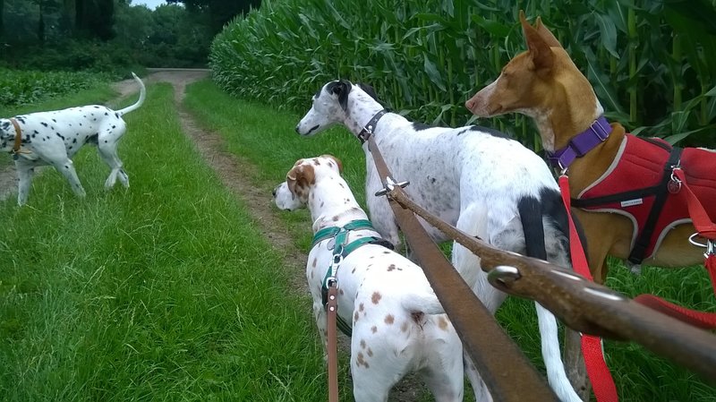 WP_20170710_08_08_31_Pro.jpg
