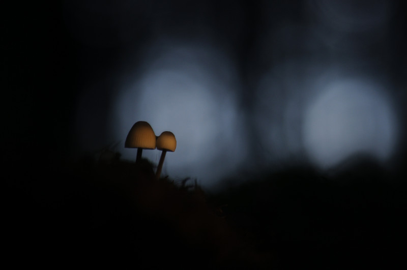 DSC_0074-01.jpeg