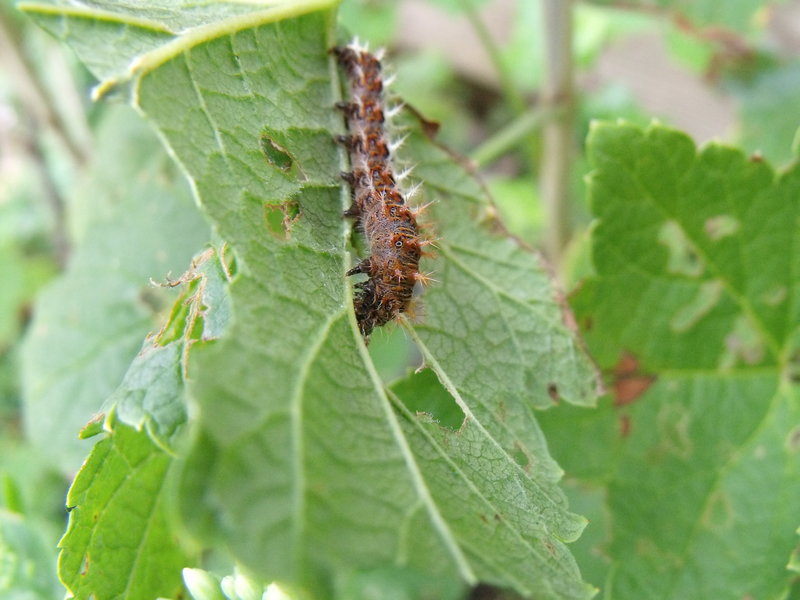 DSCF2317.JPG