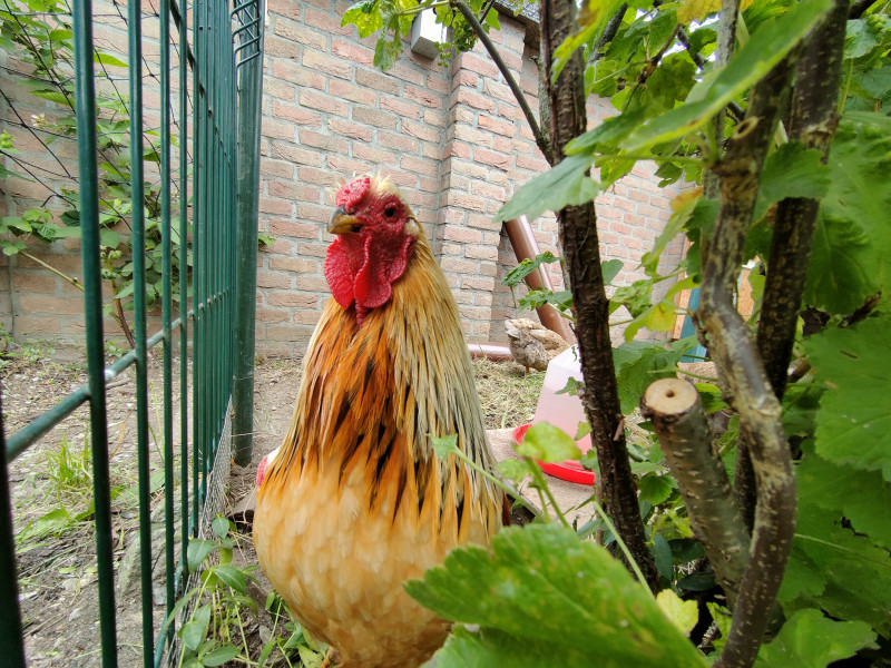 Meneer haan